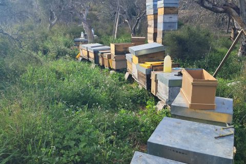 Bees keeping